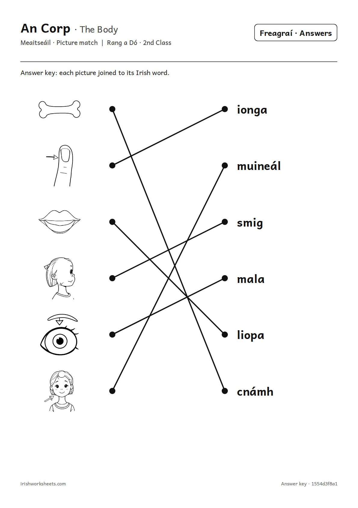 Answer key for the the body picture match