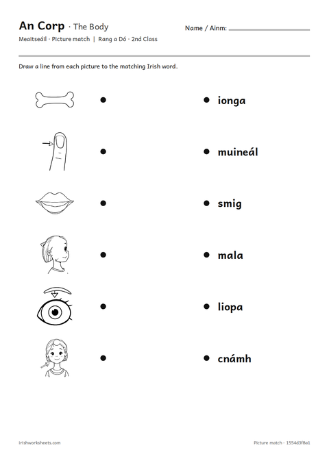 Preview of the the body picture match worksheet