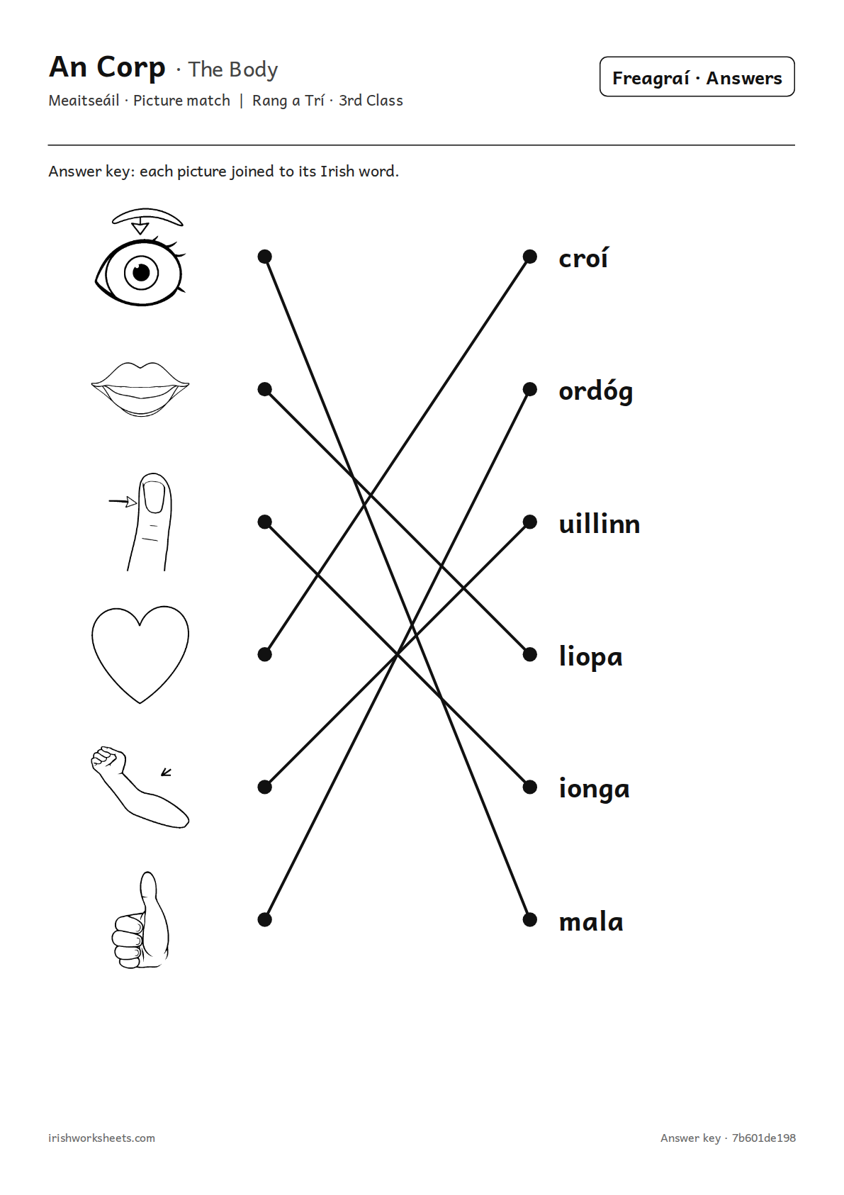 Answer key for the the body picture match