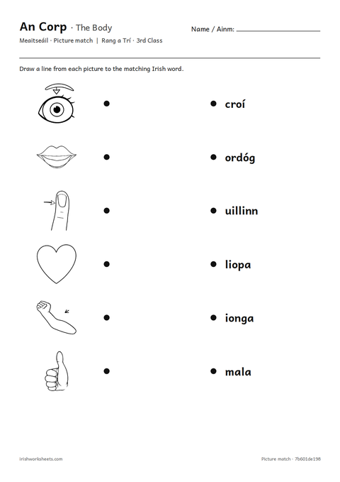 Preview of the the body picture match worksheet